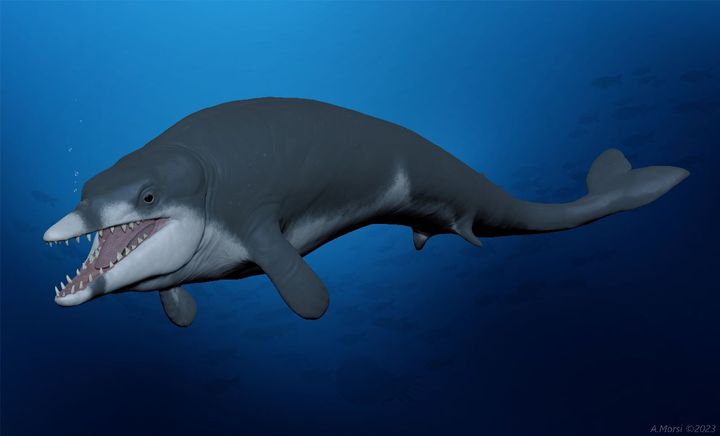 Tutcetus rayanensis, ένα νέο γένος και είδος αρχαίων βασιλοσαυρίδων φαλαινών, ηλικίας 41 εκατομμυρίων ετών από την Αίγυπτο