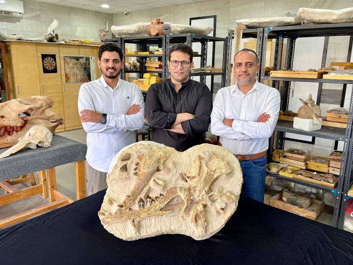 Από αριστερά: οι παλαιοντολόγοι Abdullah Gohar, Mohamed Sameh και Hesham Sallam δίπλα στα ολοτυπικά απολιθώματα του Tutcetus rayanensis. Φωτ: Hesham Sallam/Κέντρο Παλαιοντολογίας Σπονδυλωτών του Πανεπιστημίου Mansoura