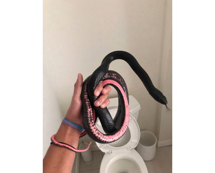 This photo provided by Phoenix-based Rattlesnake Solutions shows one of their employees holding a coachwhip snake found inside a toilet in a home in Tucson, Ariz. last month.