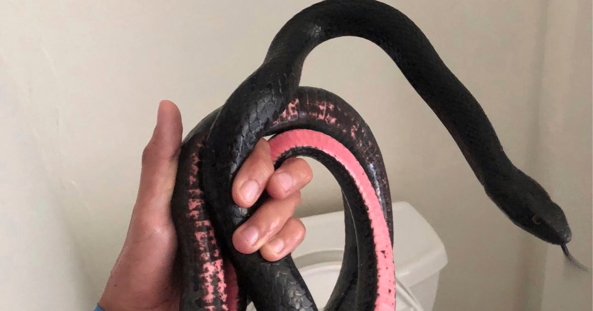 Watch an Impossibly Long Snake Somehow Curl Up and Hide Inside a Toilet  Bowl - A-Z Animals