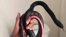 Arizona Homeowner Finds Snake ‘Curled Up’ In A Room Where She Least Expects It