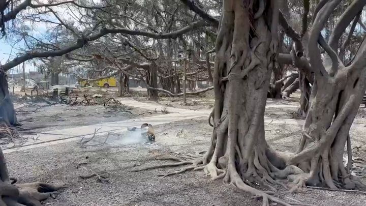 A view of Lahaina's historic banyan tree following the wildfires in Maui, Hawaii, U.S. August 10, 2023, in this screengrab obtained from a social media video.