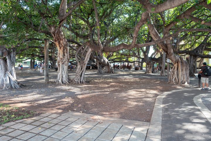 A glimpse of the Banyan tree park and the historic Banyan tree in Lahaina, Hawaii on the island of Maui, in February 19, 2020, prior to the wildfires.