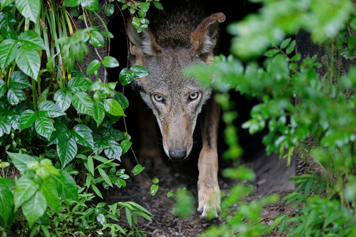 A female red wolf emerges from her den sheltering newborn pups at the Museum of Life and Science in Durham, N.C., on May 13, 2019. 