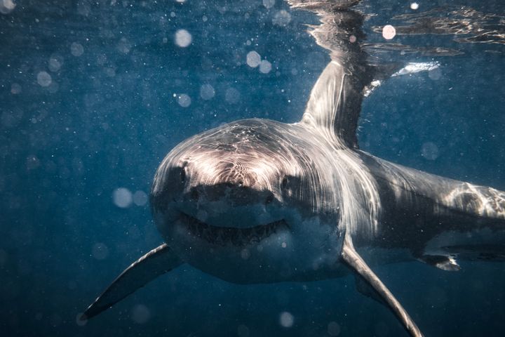 A great white shark, but not Simon or Jekyll. We don't know if this shark has any friends at all.
