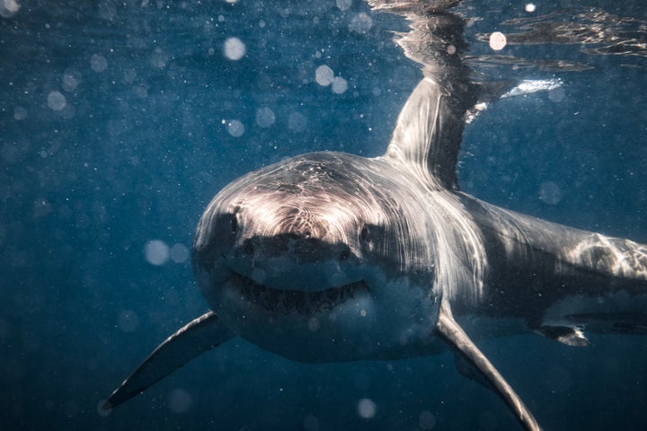 A great white shark, but not Simon or Jekyll. We don't know if this shark has any friends at all.