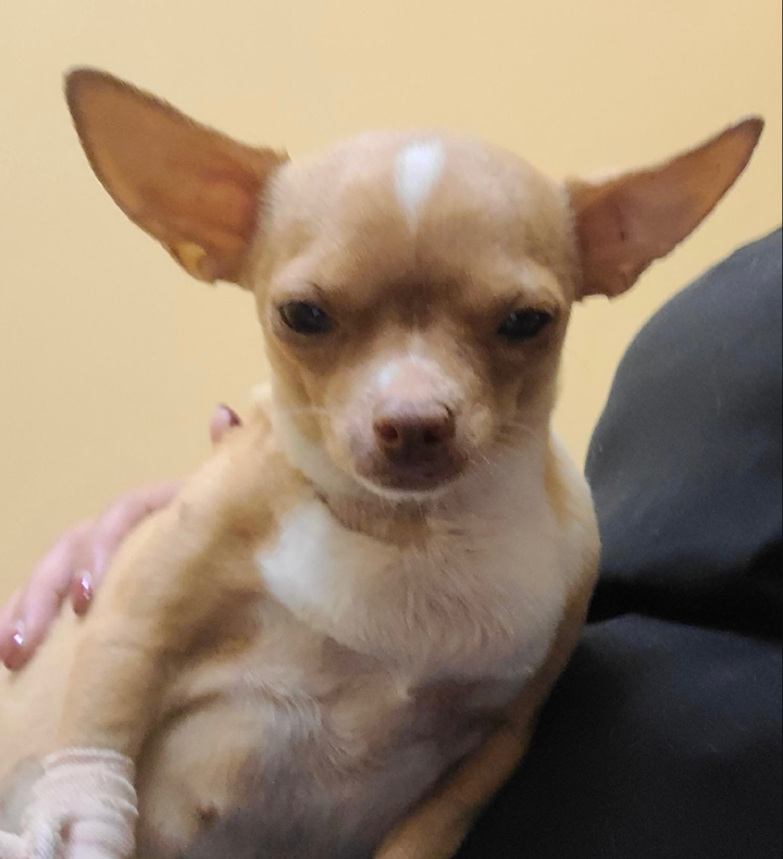 Sugar the chihuahua in a photo released by the Collier County Sheriff's Office.