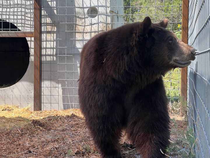 Henrietta the bear in a temporary holding enclosure at the Wild Animal Sanctuary.