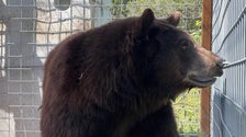 Bear Known As ‘Hank The Tank’ Moved To Sanctuary After Breaking Into 21 Homes