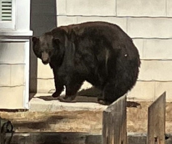 Henrietta is pictured in a paparazzi-style photo from the California Department of Fish and Wildlife.