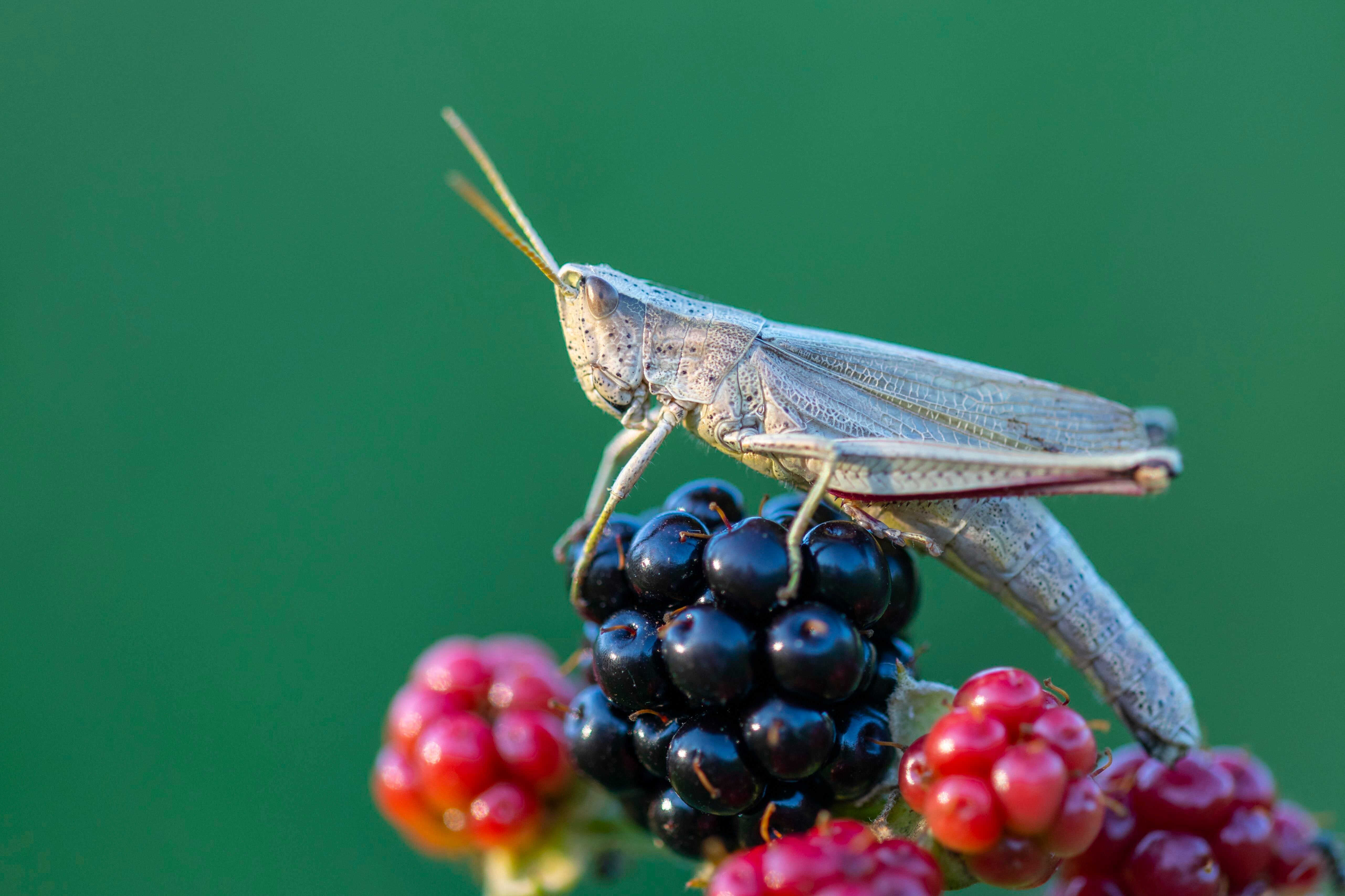 Here's How To Find (And Remove) Bugs' Larvae From Your Blackberries
