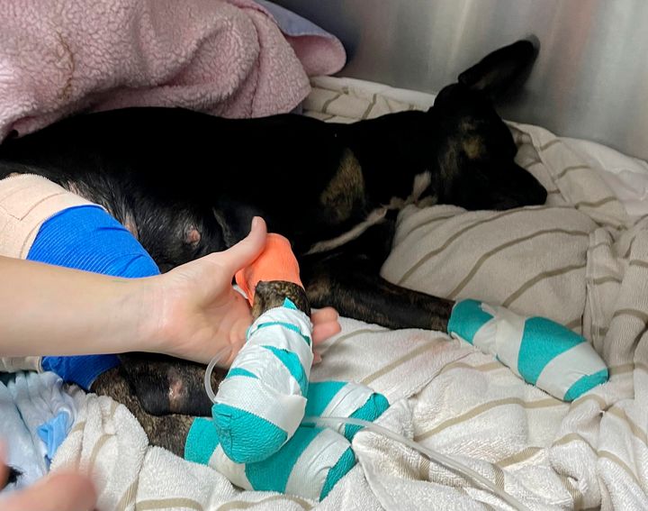 This photo provided by Maui Humane Society released on the week of Aug. 9, 2023, an injured dog is treated at Maui Humane Society in Lahaina, Hawaii.