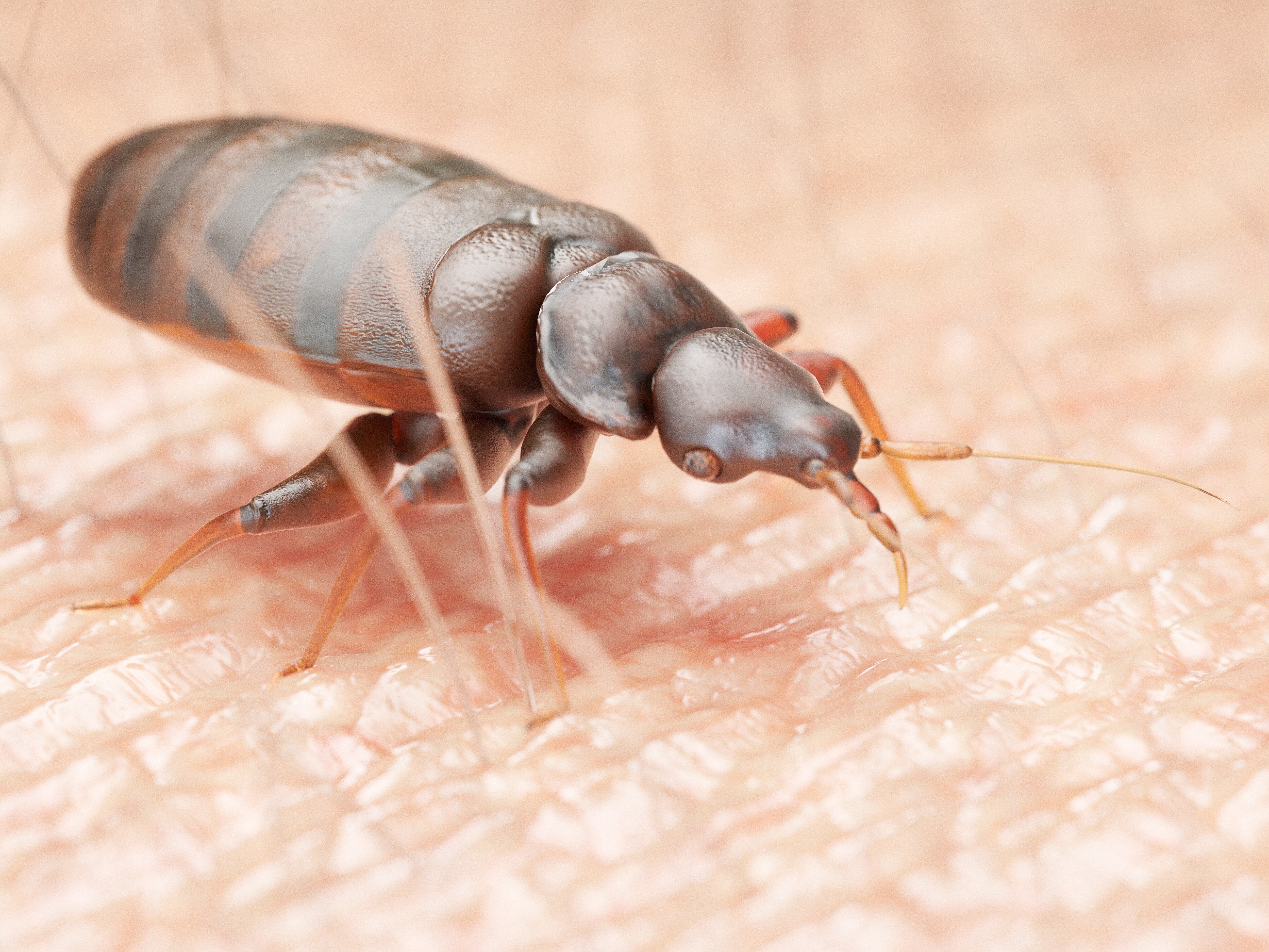 We're In A Bed Bugs Epidemic, Here's How To Banish Them For Good