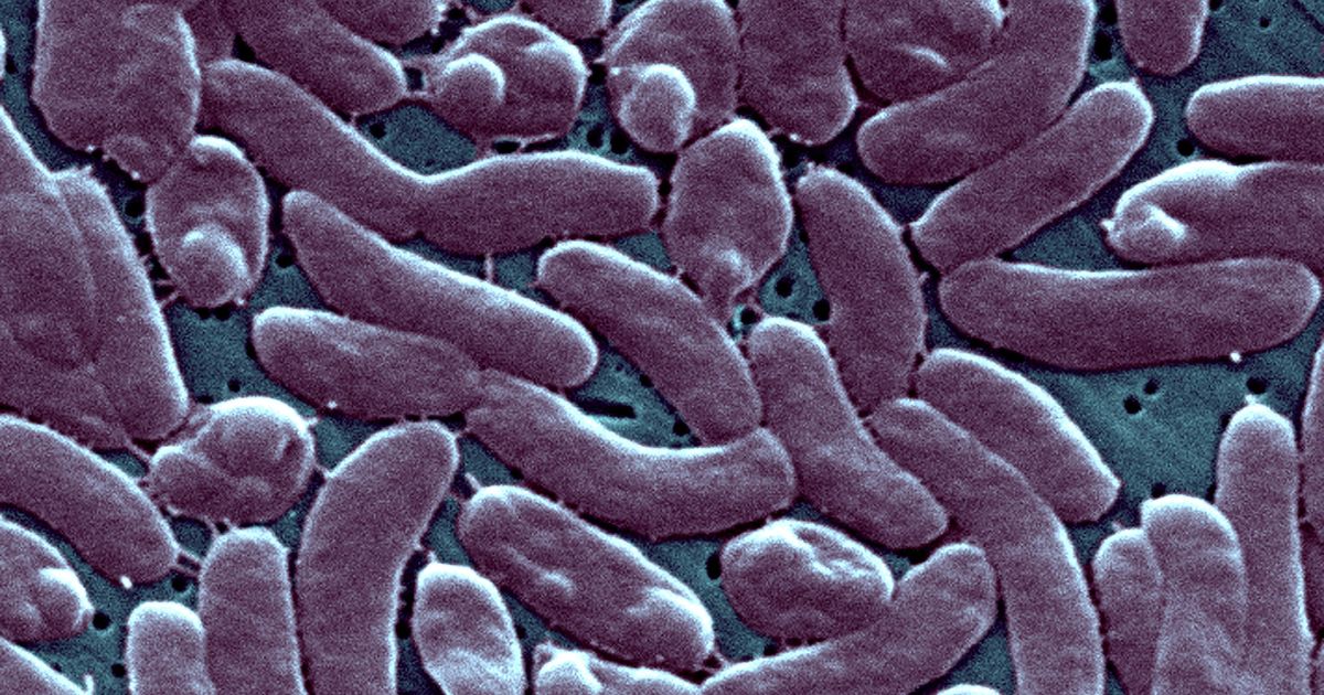 Rare Flesh-Eating Bacteria Infections Kill 3 In Connecticut, New York