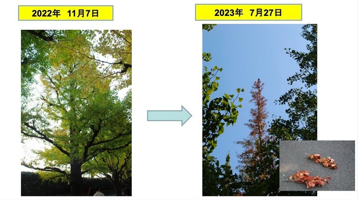 イコモスが活力度「C」としたいちょうの比較図。2023年7月の時点で1年前よりも状態が悪化しているのがわかる