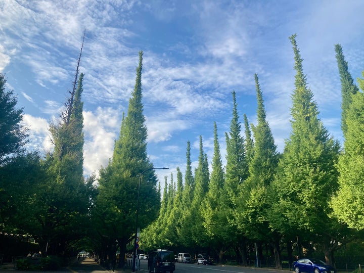 神宮外苑のシンボルでもあり、多くの観光客が訪れる4列いちょう並木(2022年8月23日撮影)