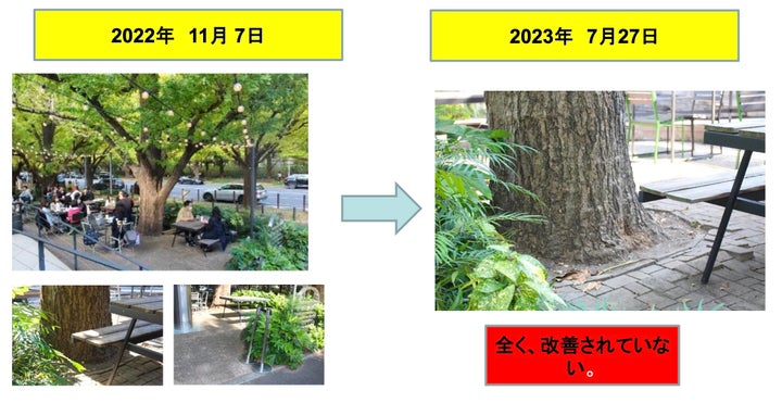 もっとも枯損が激しく、活力度がDと評価されたいちょう