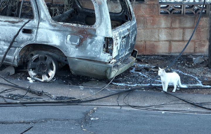 An image taken by a drone shows a white cat pausing next to burned-out cars in a Lahaina neighborhood destroyed by fire.