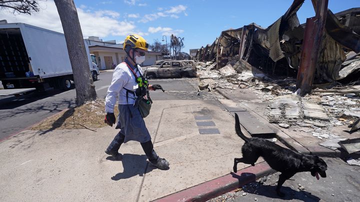 A member of a search-and-rescue team walks with her cadaver dog near Front Street in Lahaina, Hawaii, on Aug. 12.