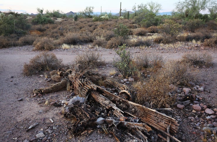 A fallen saguaro cactus decays in the Sonoran Desert on Aug. 2, 2023, near Apache Junction, Arizona. The cacti are threatened by a number of issues linked to climate change and are under increased stress from extreme heat during Arizona’s brutal summer heat wave. Three saguaro cacti have lost an arm or fallen over in the past week at Phoenix’s Desert Botanical Garden. The saguaro is the largest cactus in the nation, living as long as 150-200 years and reaching heights of over 50 feet. 