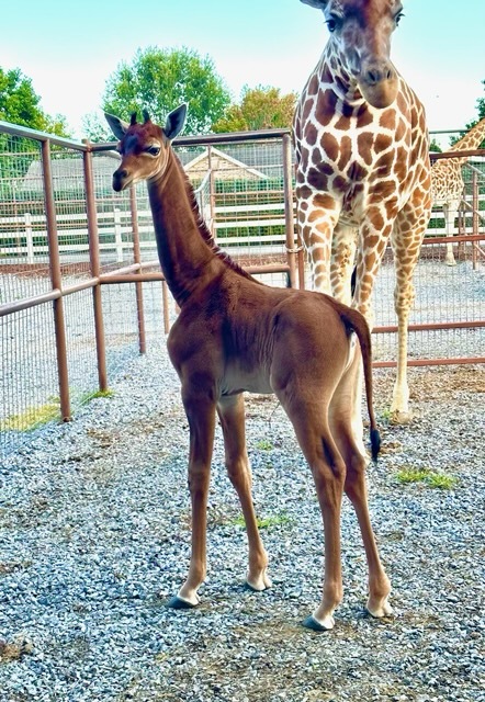 斑点のないキリンの赤ちゃんが米動物園で誕生。茶色の姿に「非常に