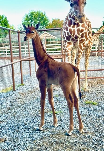 7月31日に生まれたキリンの斑点がない赤ちゃん