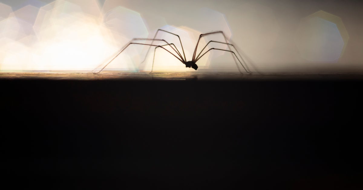 Banish Spiders From Your Home Using These Household Staples - Vimarsana News