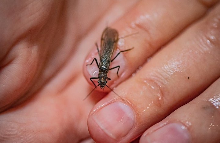 Yellow Sally stonefly