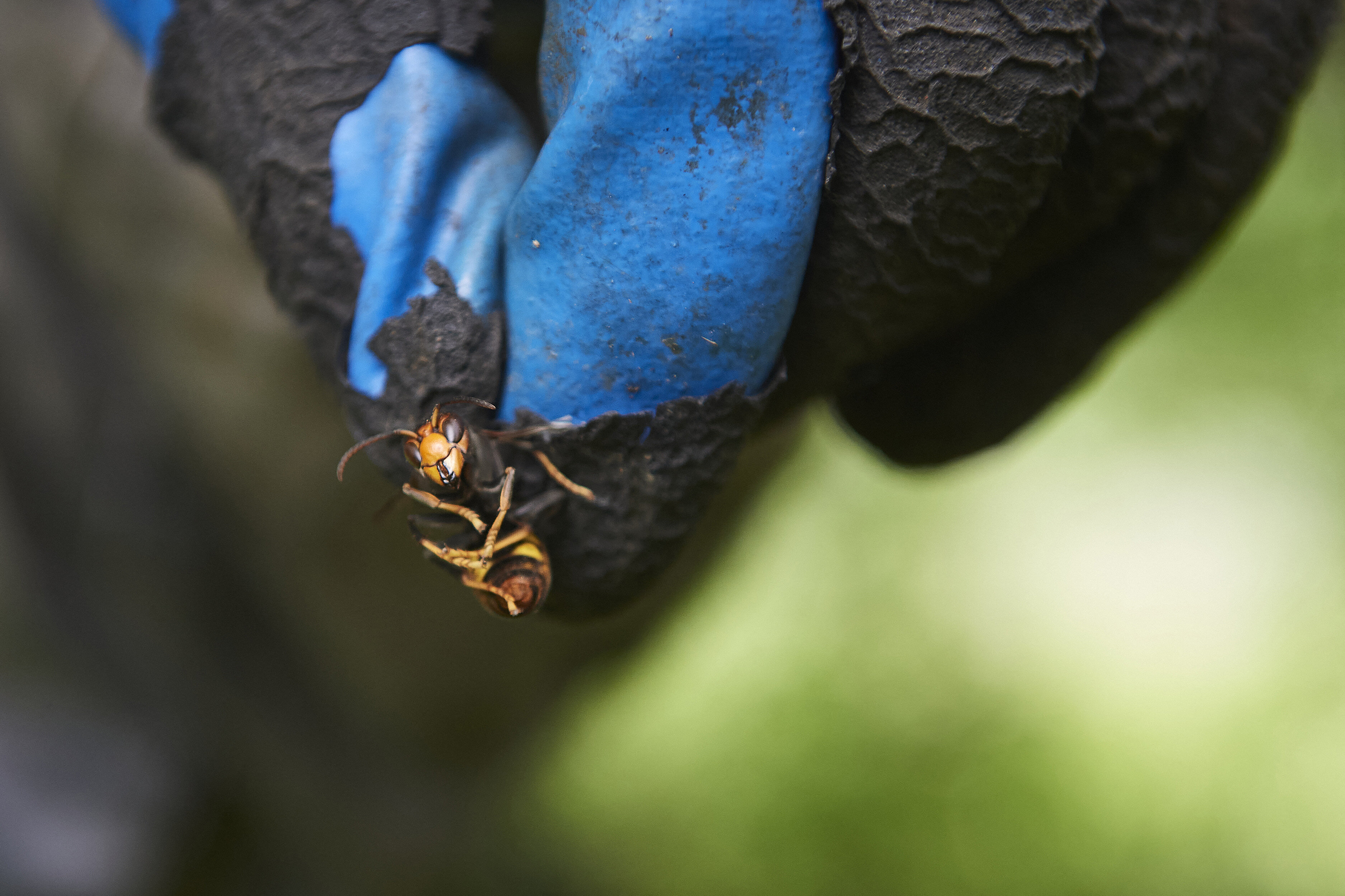 UK Asian Hornet Sightings Surge From 2 A Year To 15 In August ...