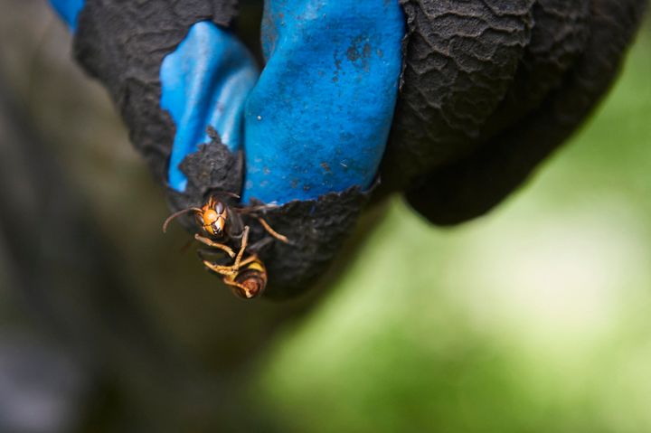 A pests exterminator holds an Asian hornet.