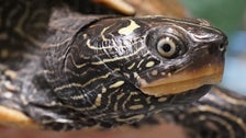 CDC Warns: Stop Puckering Up To Your Pet Turtles