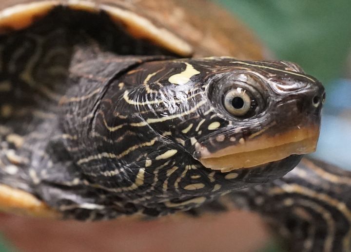 Alabama Power helps a tiny turtle or two at Smith Lake - Alabama