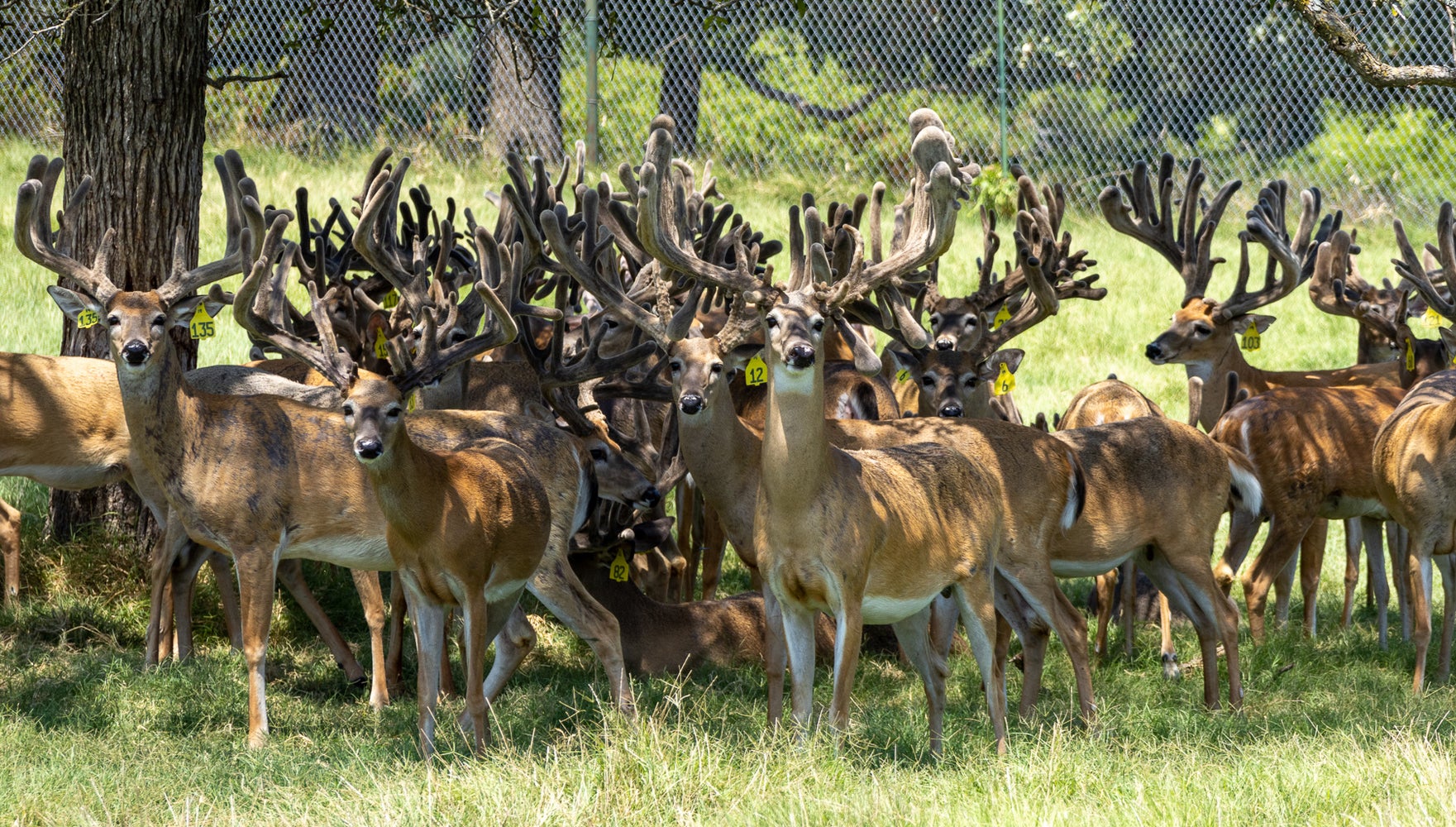 The 100 Tv Show Deer