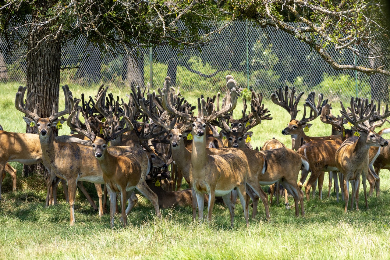 Captive deer huddle beneath an oak tree on RW Trophy Ranch, east of Dallas.