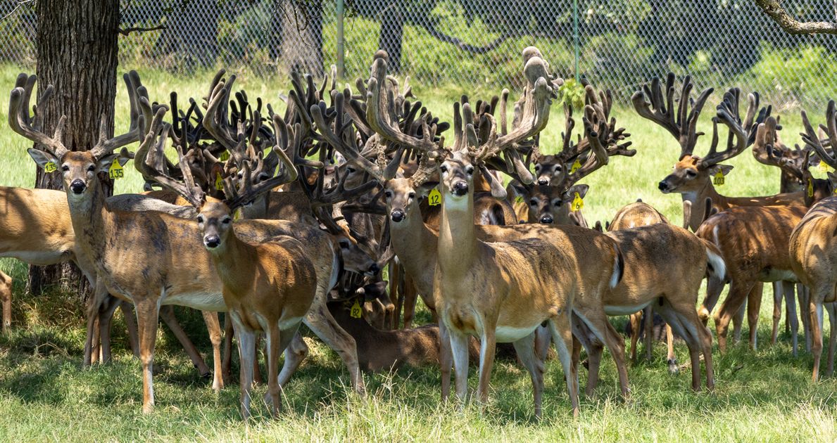Texas Rancher Wages War Against Deer Euthanasia As Disease Spreads