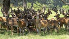 Texas Effort To Kill 500 Deer Hits A Major Snag