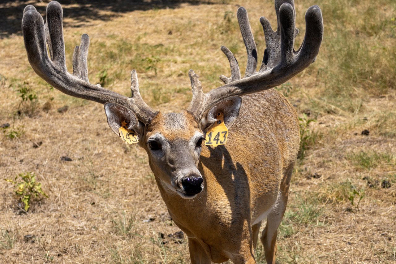 A captive deer roams across a pen at RW Trophy Ranch in Kaufman County, Texas.