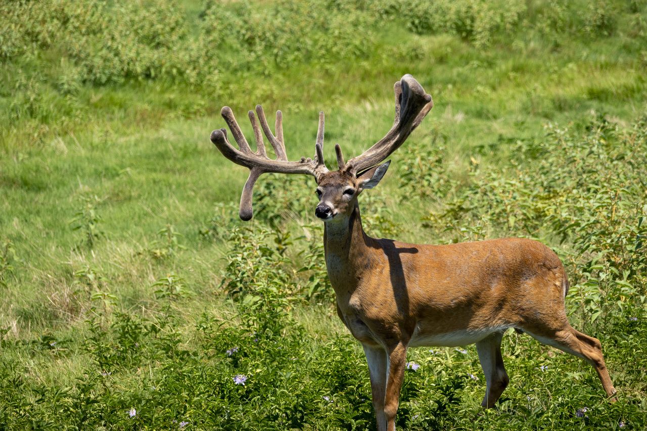 Some of the whitetail deer bred for hunting at RW Trophy Ranch have tested positive for chronic wasting disease, CWD.