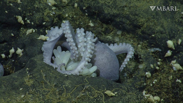 This 2022 image from video provided by MBARI shows a female pearl octopus (Muusoctopus robustus) brooding her eggs at the "octopus garden," near the Davidson Seamount off the California coast at a depth of approximately 3,200 meters (10,500 feet). Research published on Wednesday in Science Advance shows heat seeping up from the base of an extinct underwater volcano helps their eggs hatch faster.