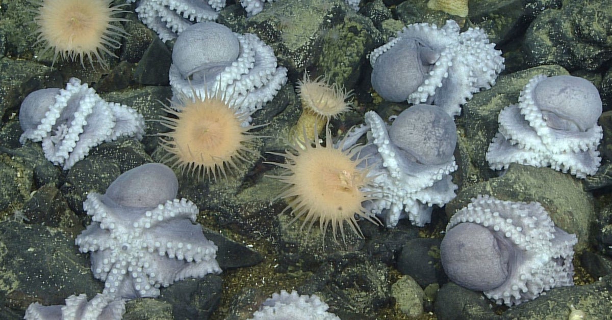 ‘Octopus Garden’: A California ‘Hot Tub’ Is Helping Octopus Eggs Hatch In A Big Way ‘Octopus Garden’: A California ‘Hot Tub’ Is Helping Octopus Eggs Hatch In A Big Way