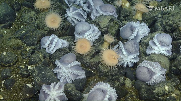 This 2019 image from video provided by MBARI shows female pearl octopuses nesting at the "octopus garden" near the Davidson Seamount off the California coast. The researchers found that eggs at this site hatch after about 21 months — far shorter than the four years or more it takes for other known deep-sea octopus eggs.