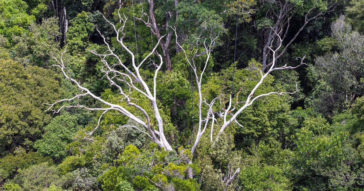 What Happens If Tree Leaves Get Too Hot? HuffPost UK News