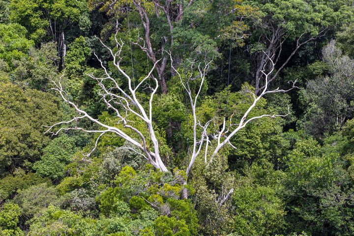 A tree without leaves stands in the rainforest and can be seen from the tower of the Amazon Tall Tower Observatory (ATTO).