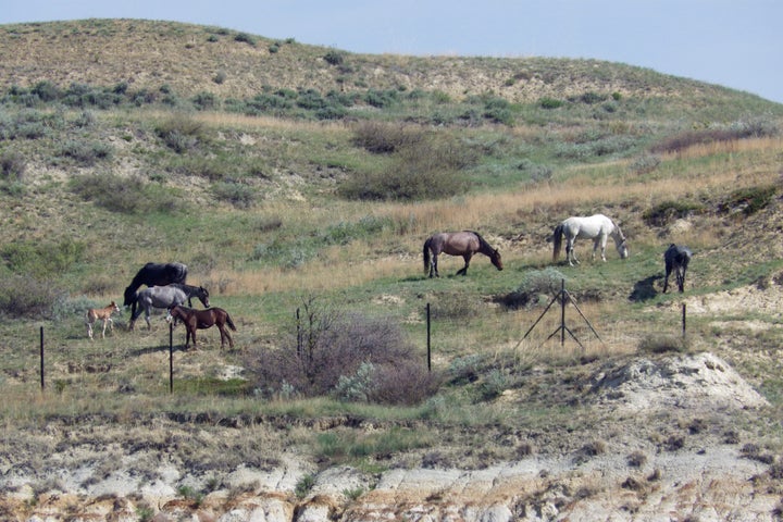 Wild horses graze on a hillside by the boundary fence of Theodore Roosevelt National Park near Medora, North Dakota, on Saturday, May 20, 2023.