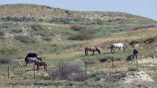 

    Beloved Wild Horses Roaming North Dakota National Park May Be Removed


