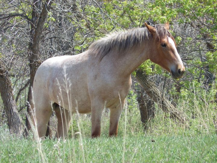 A wild horse stands near Peaceful Valley Ranch in Theodore Roosevelt National Park near Medora, North Dakota, on Saturday, May 20, 2023.