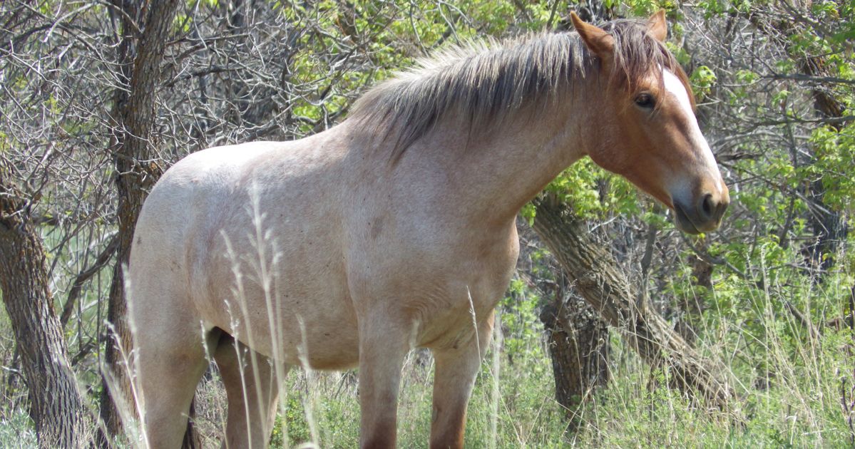 Beloved Wild Horses Roaming North Dakota National Park May Be Removed