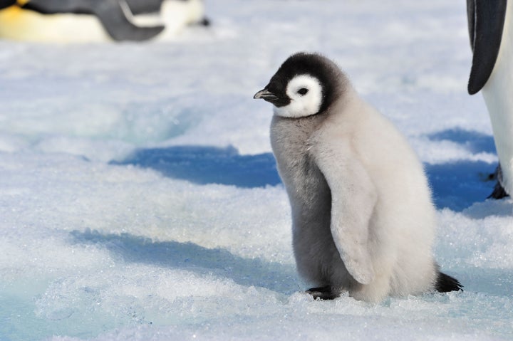 An emperor penguin chick.