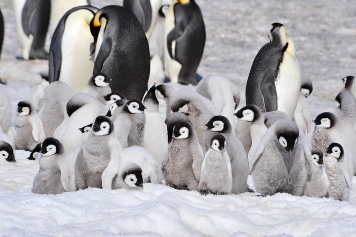 A group of adult and juvenile emperor penguins.