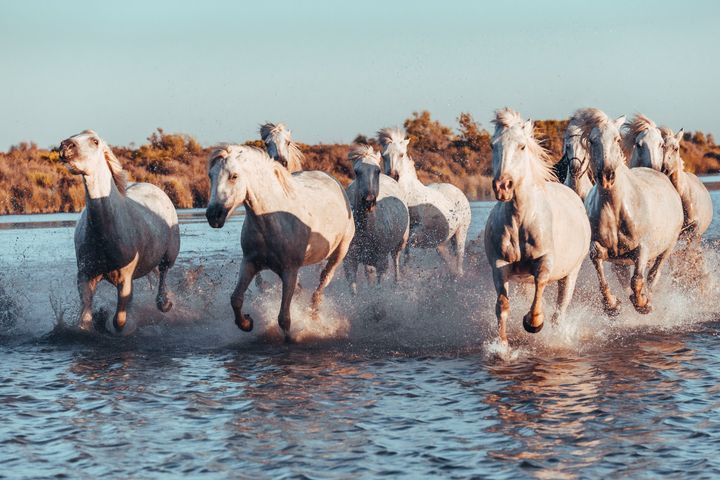Wild White Horses of Camargue running in water. Aigues Mortes, France